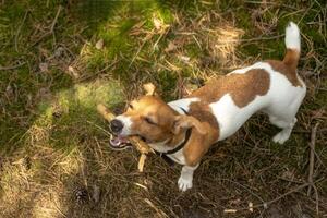 Funny pet jack russel terier dog playing with wooden stick, tree branch. Happy pet walking, running in the forest photo
