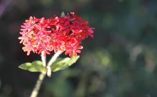 Red Lychnis chalcedonica plants in a flowering season in the garden. photo