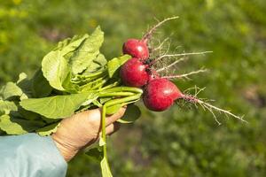 Woman is holding in her hands the new freshly harvested first crop of radishes from greenhouse. Concept of growing healthy organic vegetables, hobby. photo