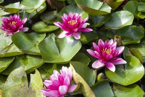 A wonderful view from above pond vibrant lotuses blossoms floating gracefully on the water's surface, creating a serene and tranquil atmosphere in the lily pond photo