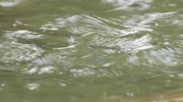 Water drops falling in a puddle water video