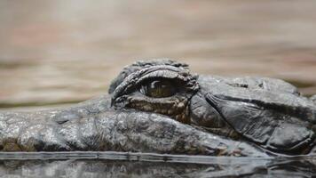 Crocodile, false gharial or tomistoma, floating in the river looking to camera video