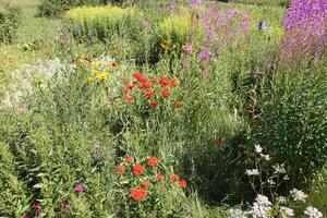 Red Lychnis chalcedonica plants in a flowering season in the garden. photo