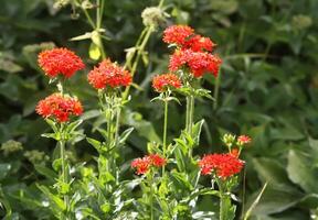 Red Lychnis chalcedonica plants in a flowering season in the garden. photo