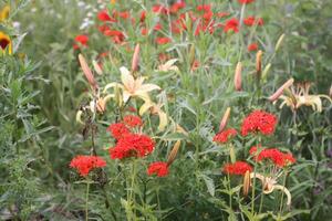 Red Lychnis chalcedonica plants in a flowering season in the garden. photo