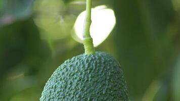 Natural hass avocado and peduncle hanging in a avocado tree, detail video