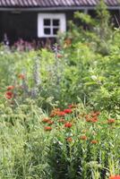 Red Lychnis chalcedonica plants in a flowering season in the garden. photo