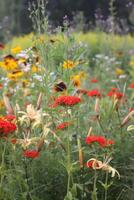 Red Lychnis chalcedonica plants in a flowering season in the garden. photo