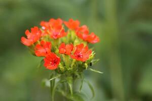 Red Lychnis chalcedonica plants in a flowering season in the garden. photo