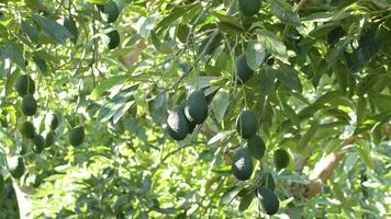 Natural hass avocados hanging in a avocado tree in a agricultural plantation video