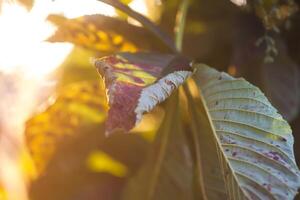 Chestnut tree in sunlight. photo