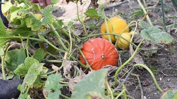 Gardener found a small red decorative pumpkin in the garden to make a pumpkin head for Halloween, Concept for growing holiday decor in your garden, video