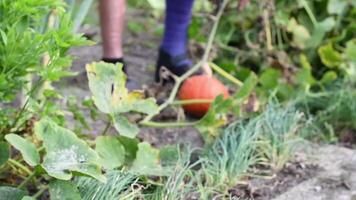 Gardener in plaster with broken leg cuts big beautiful orange pumpkin in garden with pruning shears, grow pumpkin for food and decoration, tasty autumn harvest, active life concept, video
