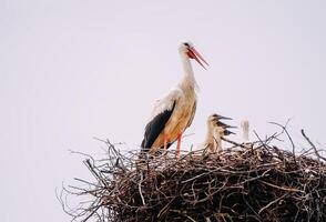 Storks returning to their nest. photo