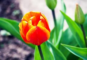 Spring tulip flowers. photo