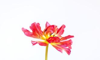 Beautiful tulip flowers on white background. photo