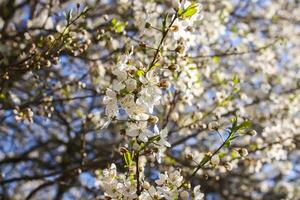 Bunches of appe tree blossom with white flowers against the blue sky background. photo