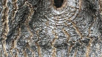 The eye of the goblin is looking at you, abstract background, tree bark video