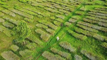 An aerial view of a tea plantation video