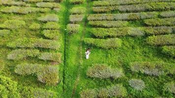 a aéreo Visão do uma homem caminhando através uma campo video