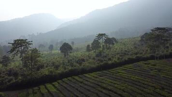 A view of a tea plantation in the mountains video