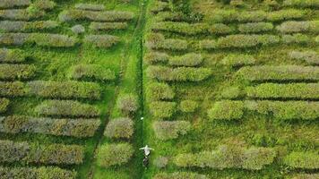 An aerial view of a green field with trees video