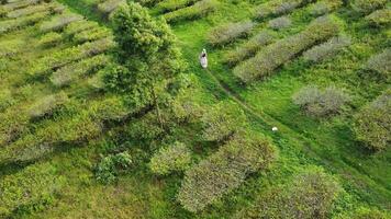 Aerial view of a tea plantation in the countryside video
