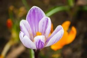Spring beautiful crocus flowers blooming in a park in sunlight. photo