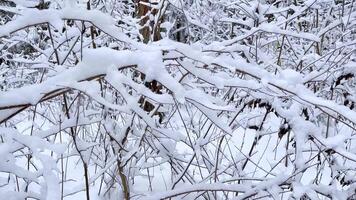 Fluffy snow-covered trees branches, nature scenery with white snow and cold weather. Snowfall in winter forest video