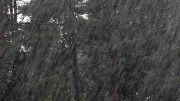 Heavy downpour with thunder in summer in a pine forest. With sound video