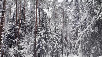 Snow falling from fir branches in the winter forest. Snowy pine trees and spruces. video