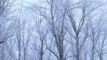 Background of tree branches covered with frost. Landscape of nature with white snow. Winter holiday concept video