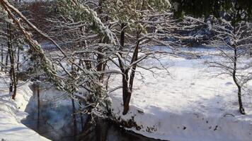 Flowing river in a snowy winter forest. Branches of trees covered with fresh snow on sunny frosty day video