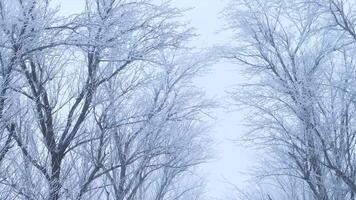 Winter background of tree branches covered with frost and swaying in the wind. Landscape of nature with white snow video