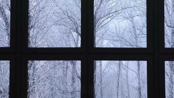 Tree branches covered with frost and swaying in the wind outside the window. Winter landscape with white snow video