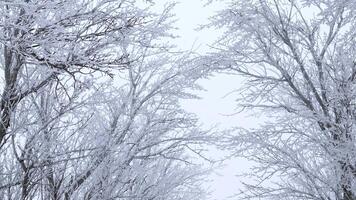 Winter background of tree branches covered with frost and swaying in the wind. Landscape of nature with white snow video