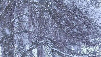 Snowfall in the park and snow-covered tree branches. Natural winter background, white snow and cold weather. video