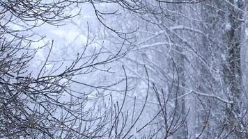 Snowfall in the park and snow-covered tree branches. Natural winter background, white snow and cold weather. video
