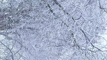 inverno fundo do árvore galhos coberto com geada e balançando dentro a vento. vertical video