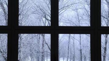 Tree branches covered with frost and swaying in the wind. Winter landscape with white snow through the window frame video