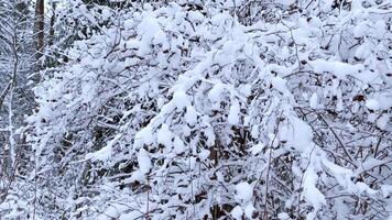 Fluffy snow-covered trees branches, nature scenery with white snow and cold weather. Snowfall in winter forest video
