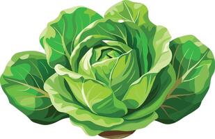 A green cabbage on a white background vector