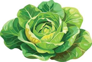 A green cabbage is shown on a white background vector
