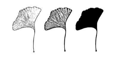 Ginkgo biloba leaf line art graphic vector
