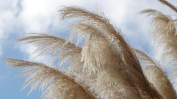 Pampas grass stands elegantly against a blue sky, creating a serene and picturesque scene video