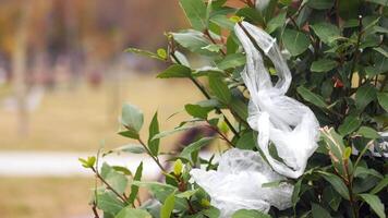 Plastic Bag Caught on Tree Branch in a Public Park, environmental pollution video