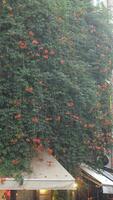 Rainy Day on Forest Branches Tree, video