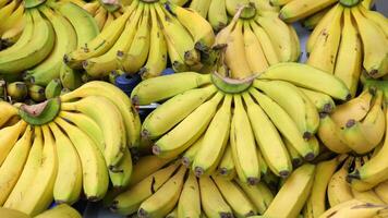 We have Fresh Bunches of Ripe and Absolutely Delicious Bananas Ready and Available for Sale Today video