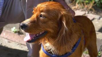 uma lindo fechar-se do uma dourado retriever vestindo uma trela enquanto desfrutando uma parque passear video