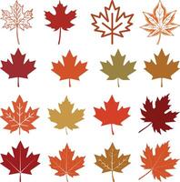 A collection of autumn leaves, Isolated color autumn leaves over white vector